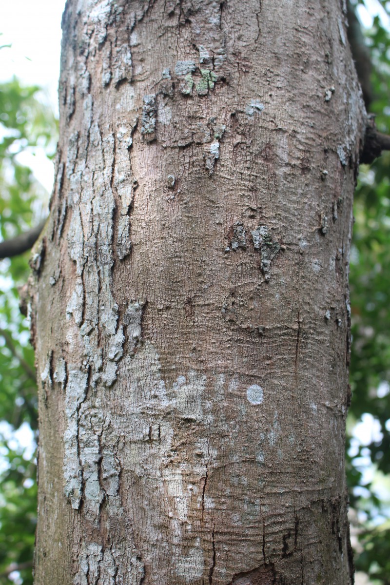 Syzygium nervosum A.Cunn. ex DC.